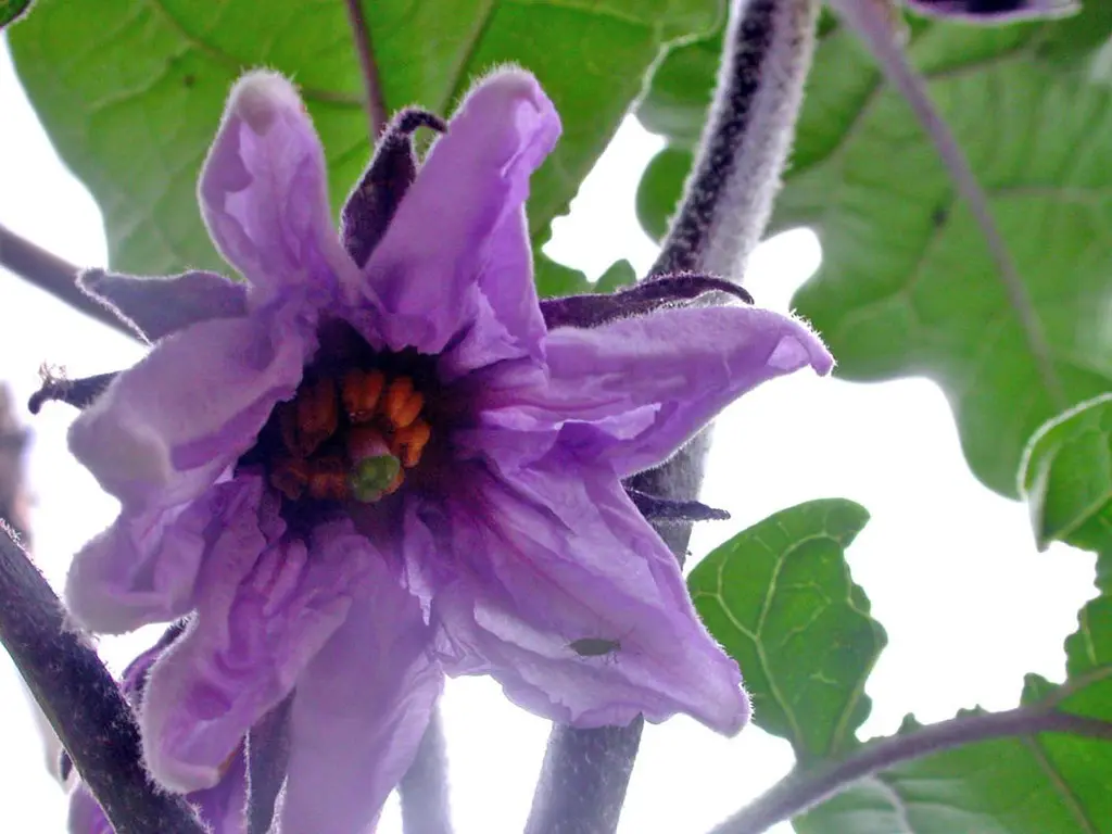 Fiore di Melanzana: Un tesoro culinario - Perché si seccano le piante di melanzane fiore di melanzana - Perché si seccano le piante di melanzane