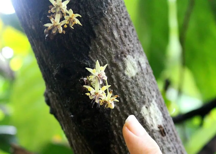 fiori di cacao - Qual è il cacao più pregiato al mondo