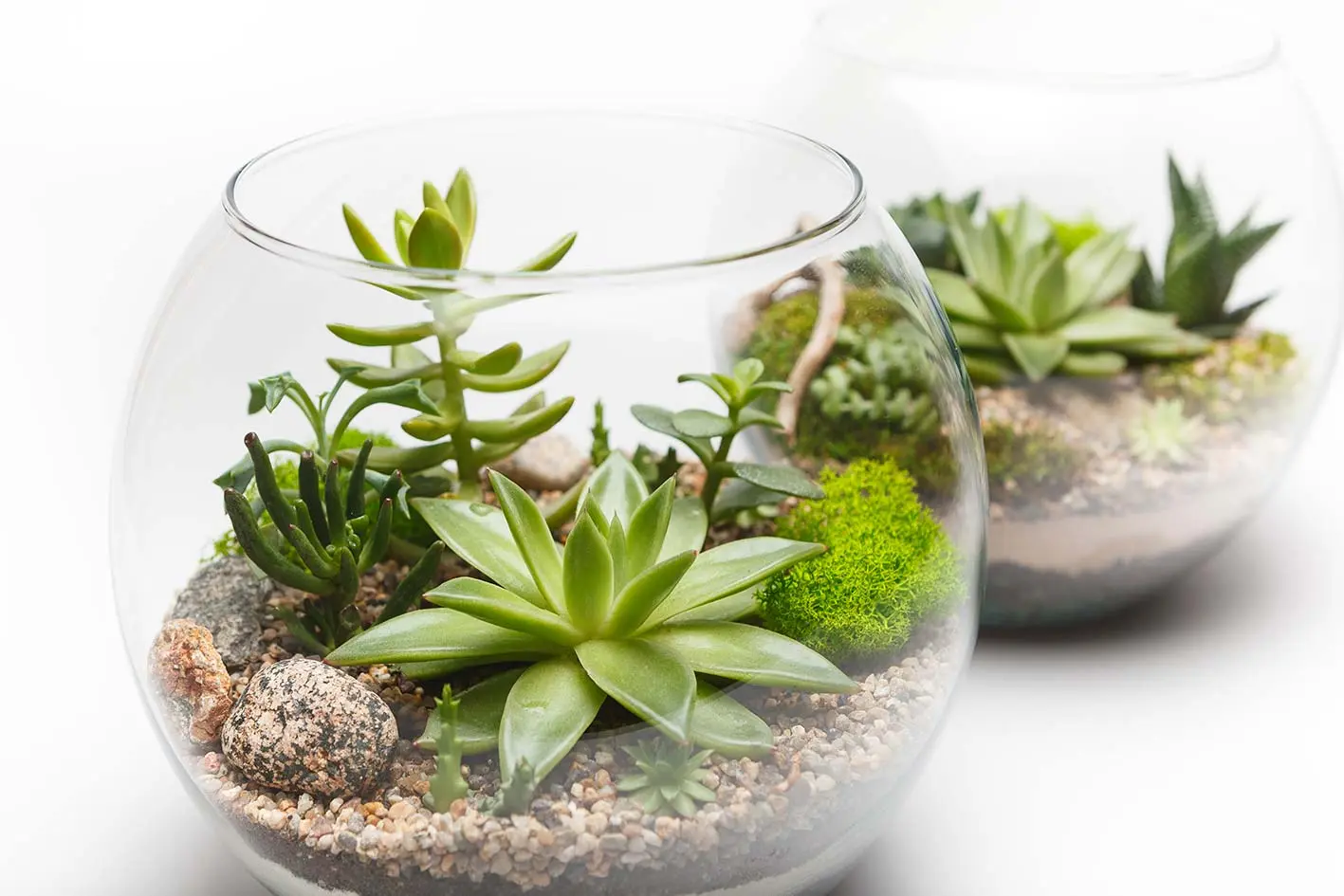 Tipi di cactus con fiori: scopri quali sono le piante grasse più decorative - Qual è il cactus più bello tipi di cactus con fiori - Qual è il cactus più bello