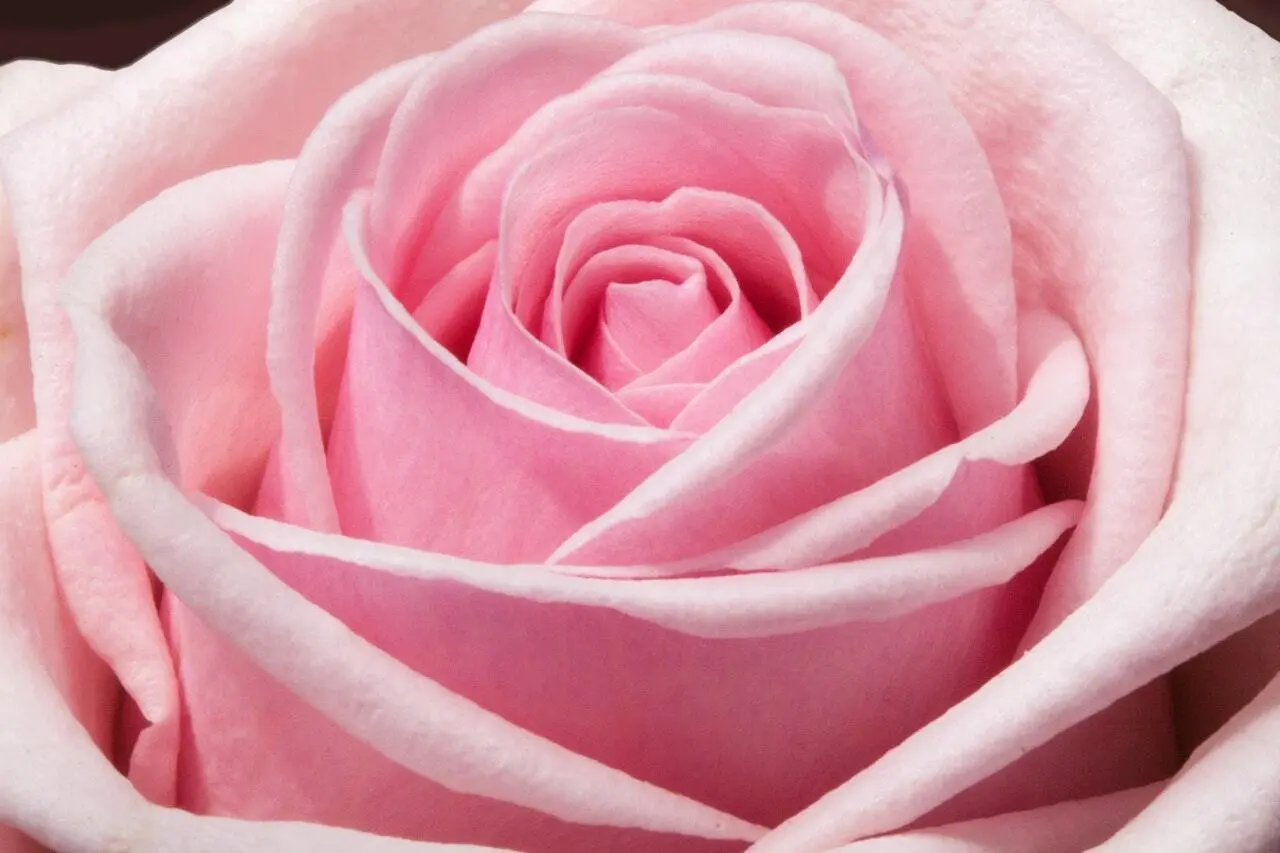 Fiore Afrodite: Un simbolo di amore e bellezza - Qual è il colore di Afrodite fiore afrodite - Qual è il colore di Afrodite