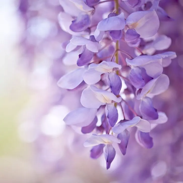 Fiori color glicine: eleganza e romanticismo - Qual è il colore glicine fiori color glicine - Qual è il colore glicine
