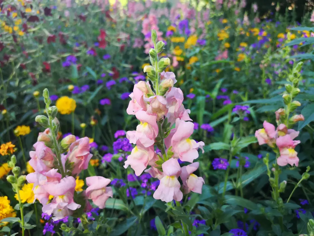 bocca di lupo fiore - Qual è il fiore bocca di leone