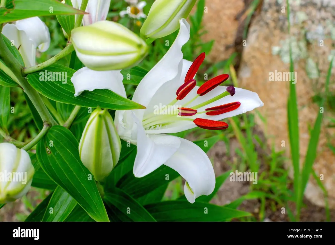 Casablanca Fiore - Un tocco di luce e profumo - Qual è il fiore Casablanca casablanca fiore - Qual è il fiore Casablanca