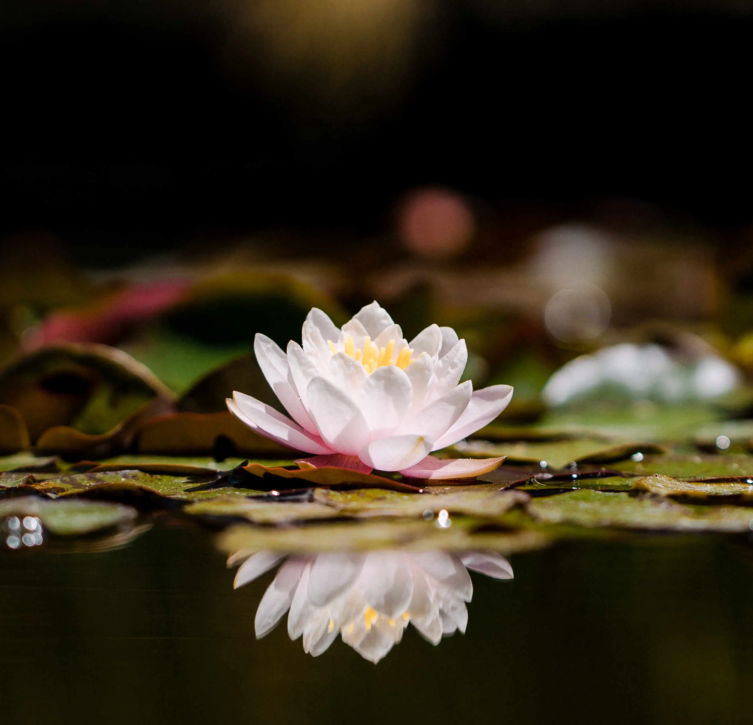fior di loto significato esoterico - Qual è il fiore che rappresenta l'intelligenza