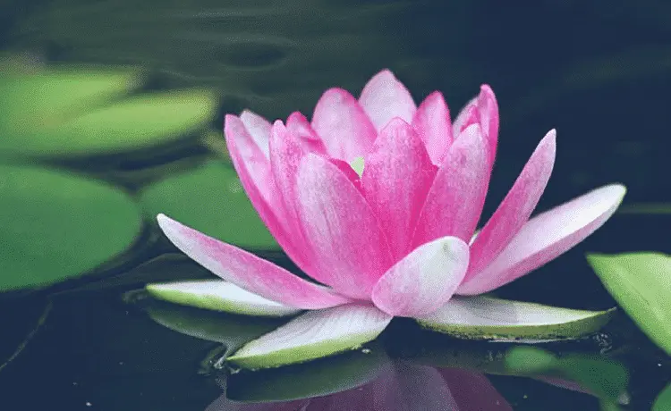 fiore che rappresenta la forza - Qual è il fiore che simboleggia la forza