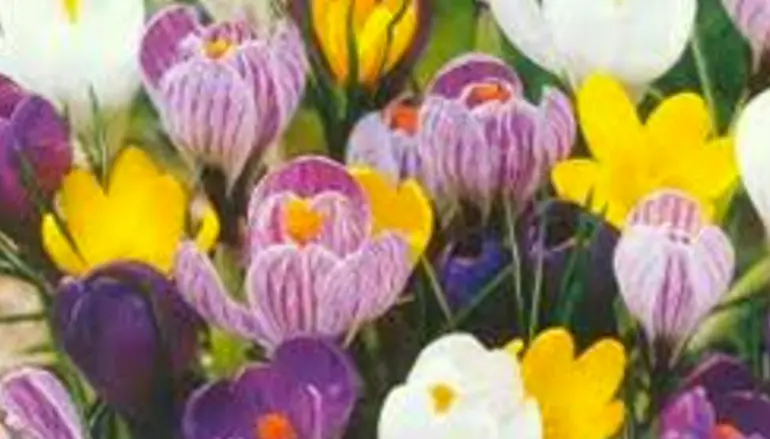 Fiore della Speranza: Un Simbolo di Vita - Qual è il fiore che simboleggia la vita fiore della speranza - Qual è il fiore che simboleggia la vita