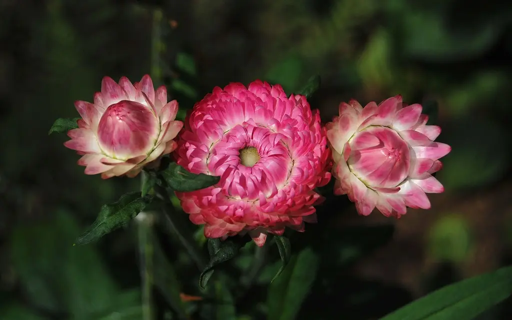 Il Fiore più Grande del Mondo: Rafflesia Tuan-Mudae - Qual è il fiore che vive di più fiore più grande del mondo - Qual è il fiore che vive di più