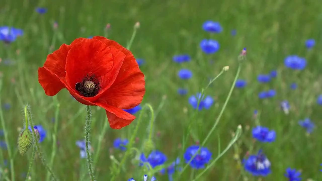 qual è il fiore del partigiano - Qual è il fiore del partigiano morto per la libertà