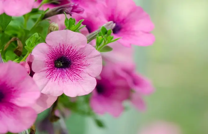 Fiore Gemelli: Il Fiore Perfetto per i Nati sotto il Segno dei Gemelli - Qual è il fiore del segno dei Gemelli fiore gemelli - Qual è il fiore del segno dei Gemelli
