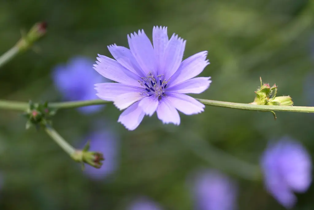 fiore cicoria - Qual è il fiore della cicoria