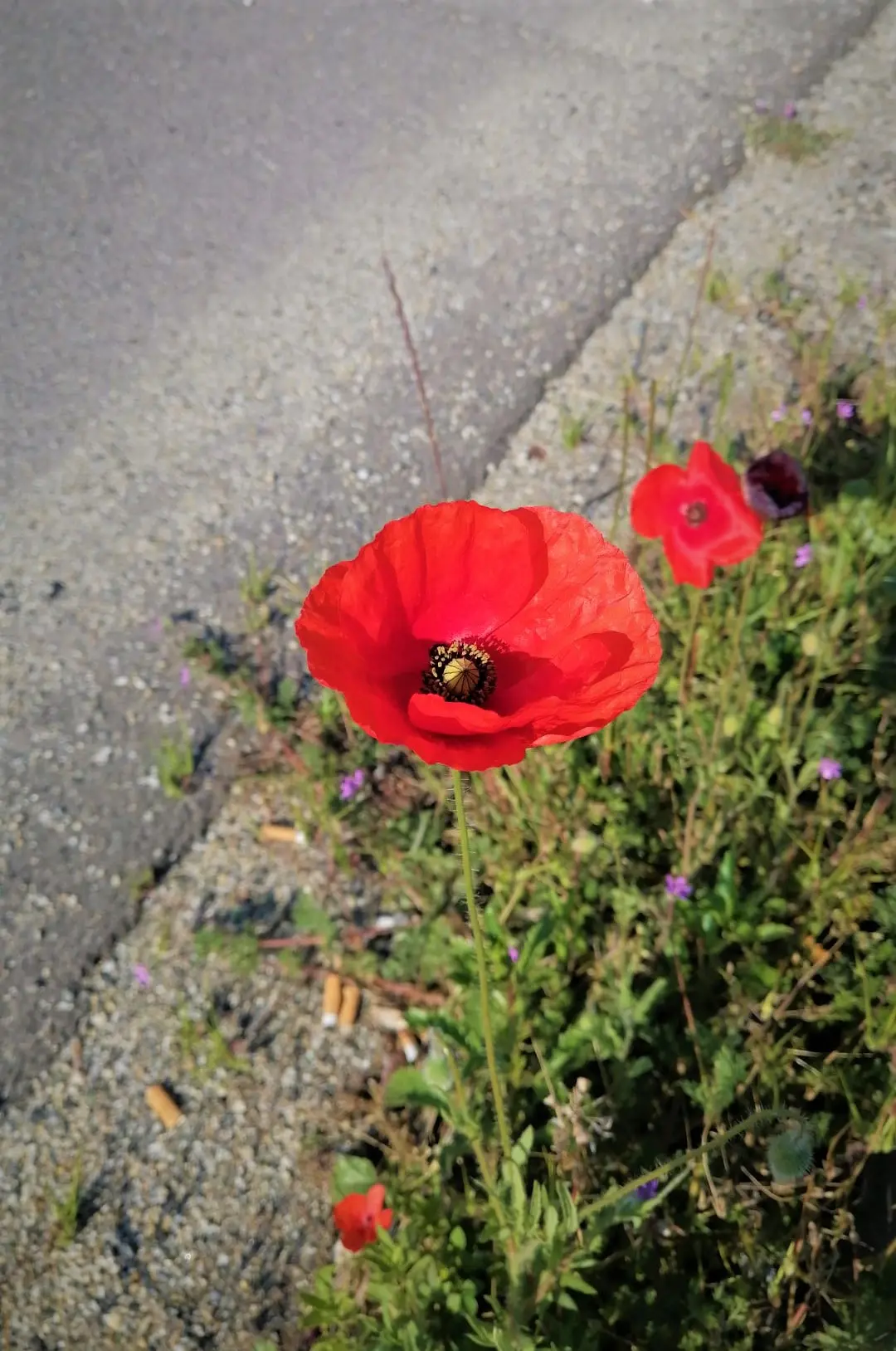 fiore della libertà - Qual è il fiore della libertà