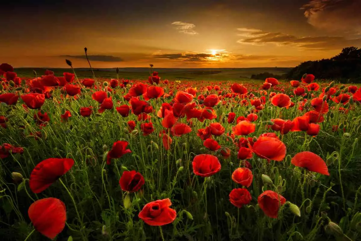 Fiore della Resistenza: Il simbolo della lotta per la libertà - Qual è il fiore della libertà fiore della resistenza - Qual è il fiore della libertà