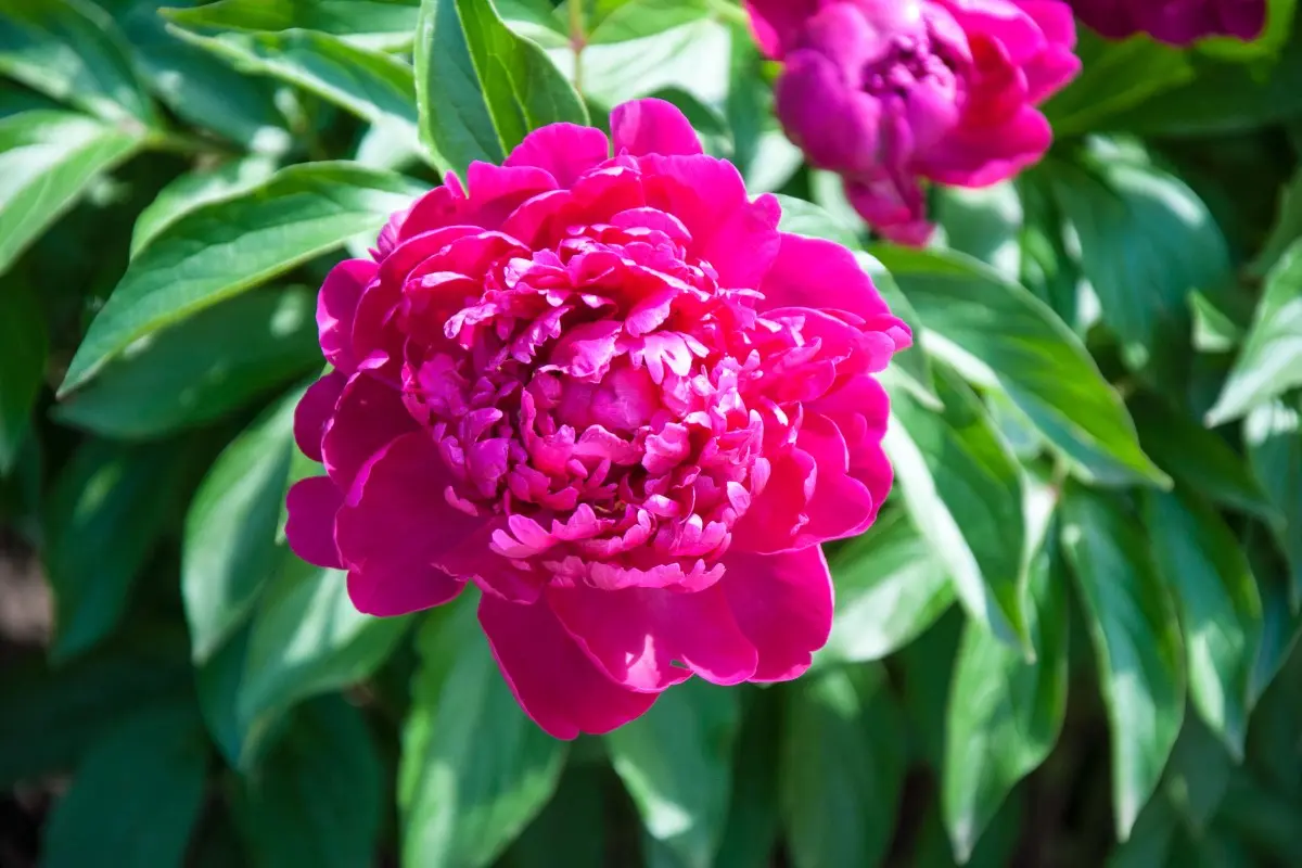 Il significato del fiore di peonia - Qual è il fiore della peonia peonia significato fiore - Qual è il fiore della peonia
