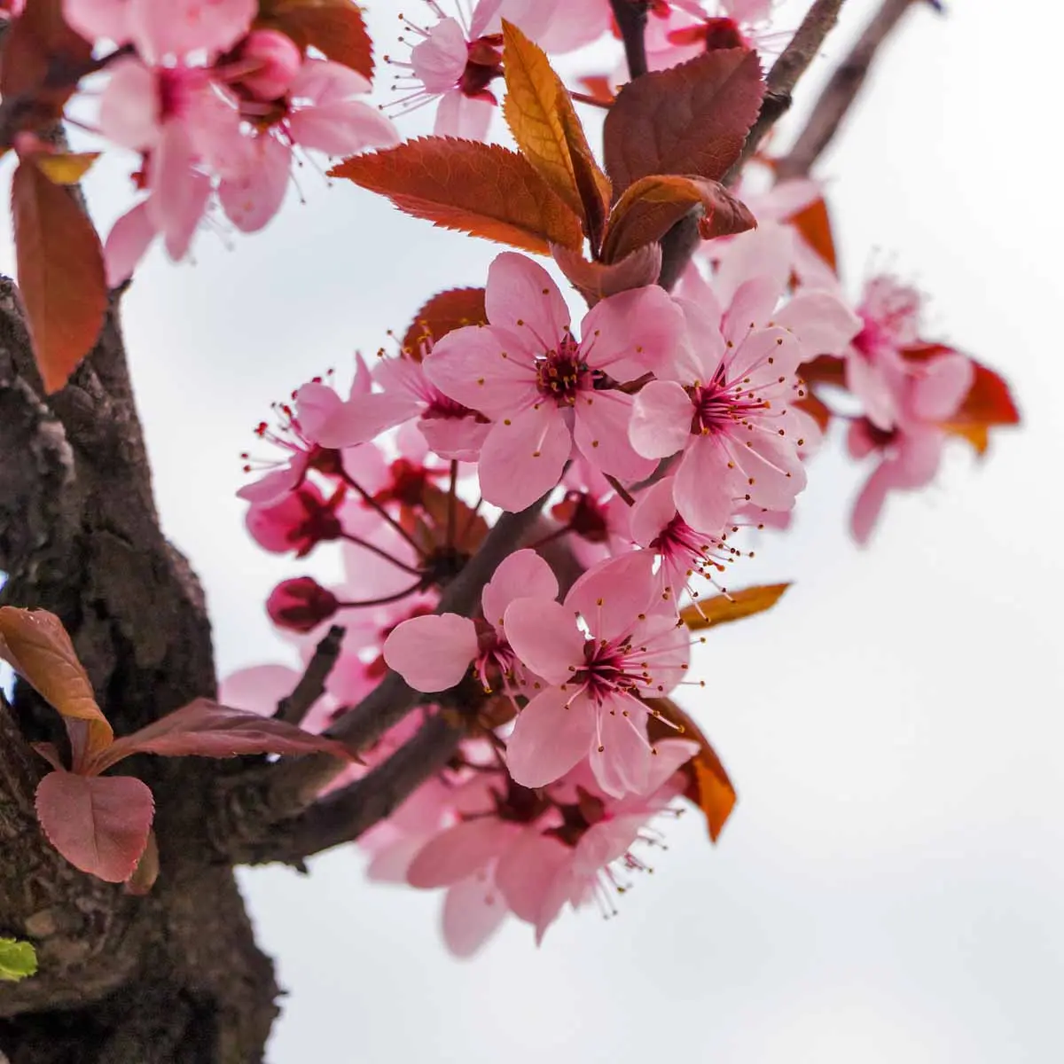 Fiore rinascita: mandorlo - [simbolo di speranza