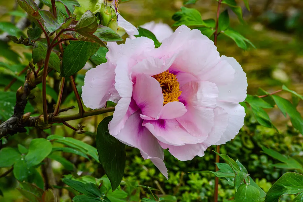 ditelo con un fiore - Qual è il fiore della simpatia