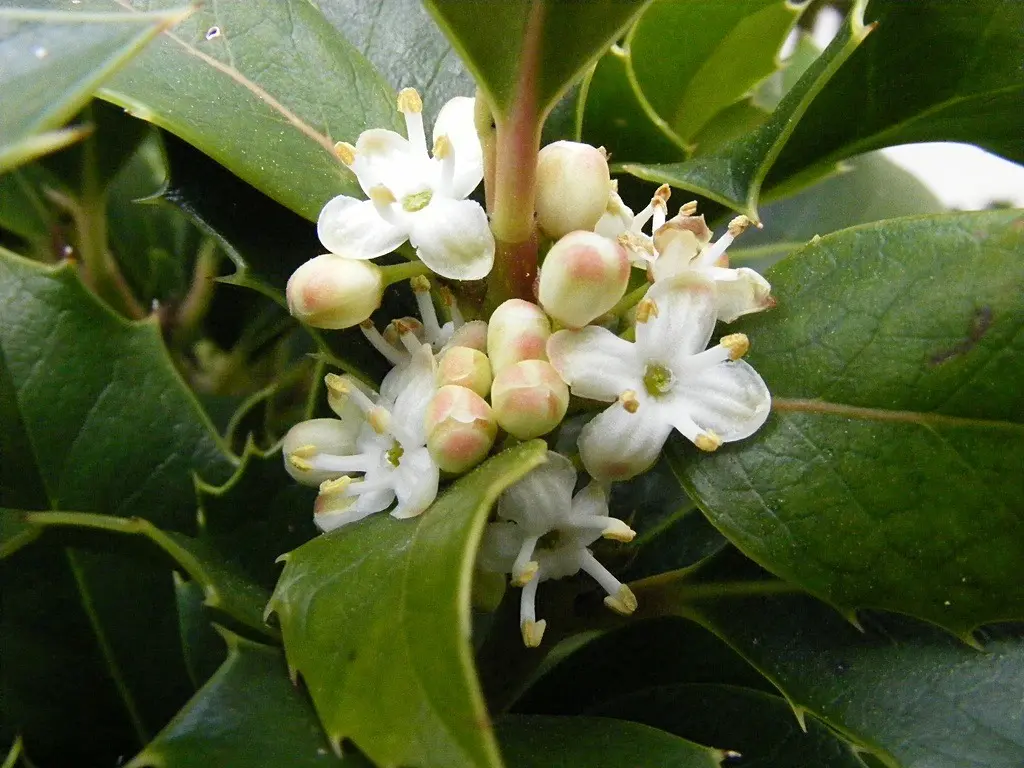 Holly Fiore di Bach: un rimedio per la rabbia e l'equilibrio emotivo - Qual è il Fiore di Bach per la rabbia holly fiore di bach - Qual è il Fiore di Bach per la rabbia
