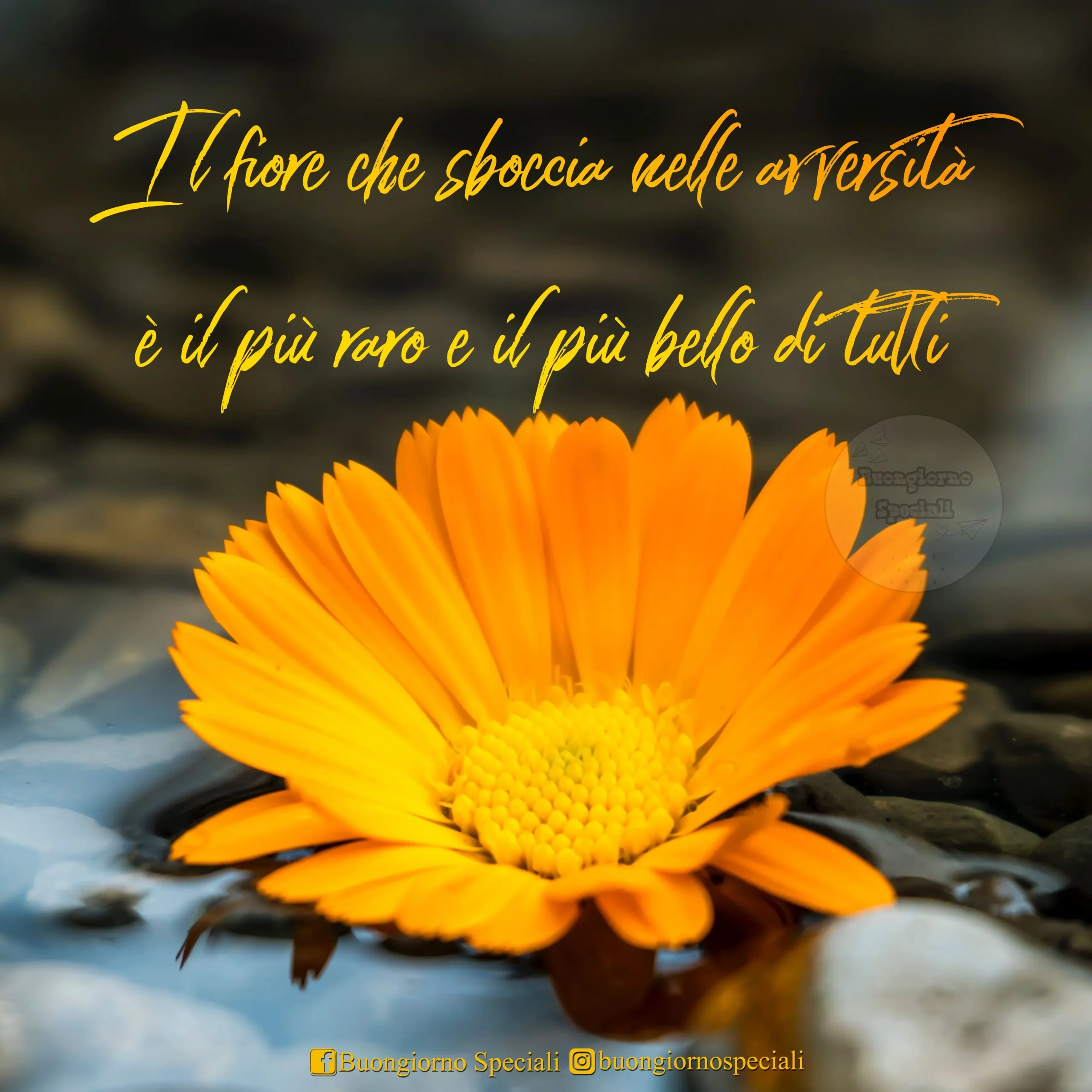 Il fiore che sboccia nelle avversità: Mulan e il suo significato - Qual è il fiore di Mulan il fiore che sboccia nelle avversità - Qual è il fiore di Mulan