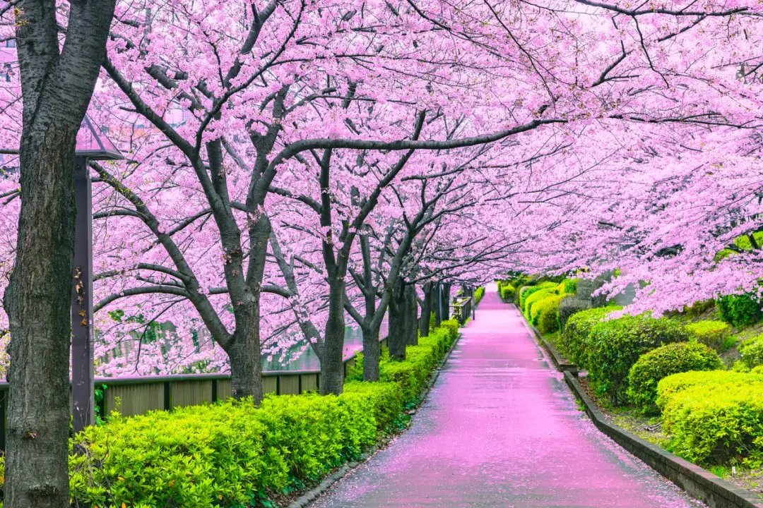 Il Giappone in Fiore: La Bellezza del Fiore di Ciliegio - Qual è il fiore nazionale del Giappone giappone in fiore - Qual è il fiore nazionale del Giappone
