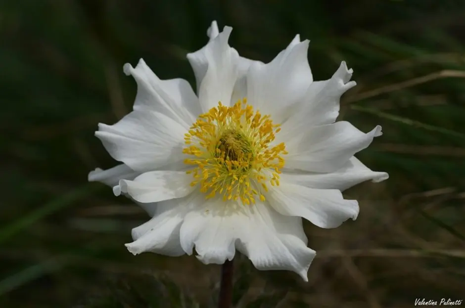 fiori del vento - Qual è il fiore più delicato al mondo