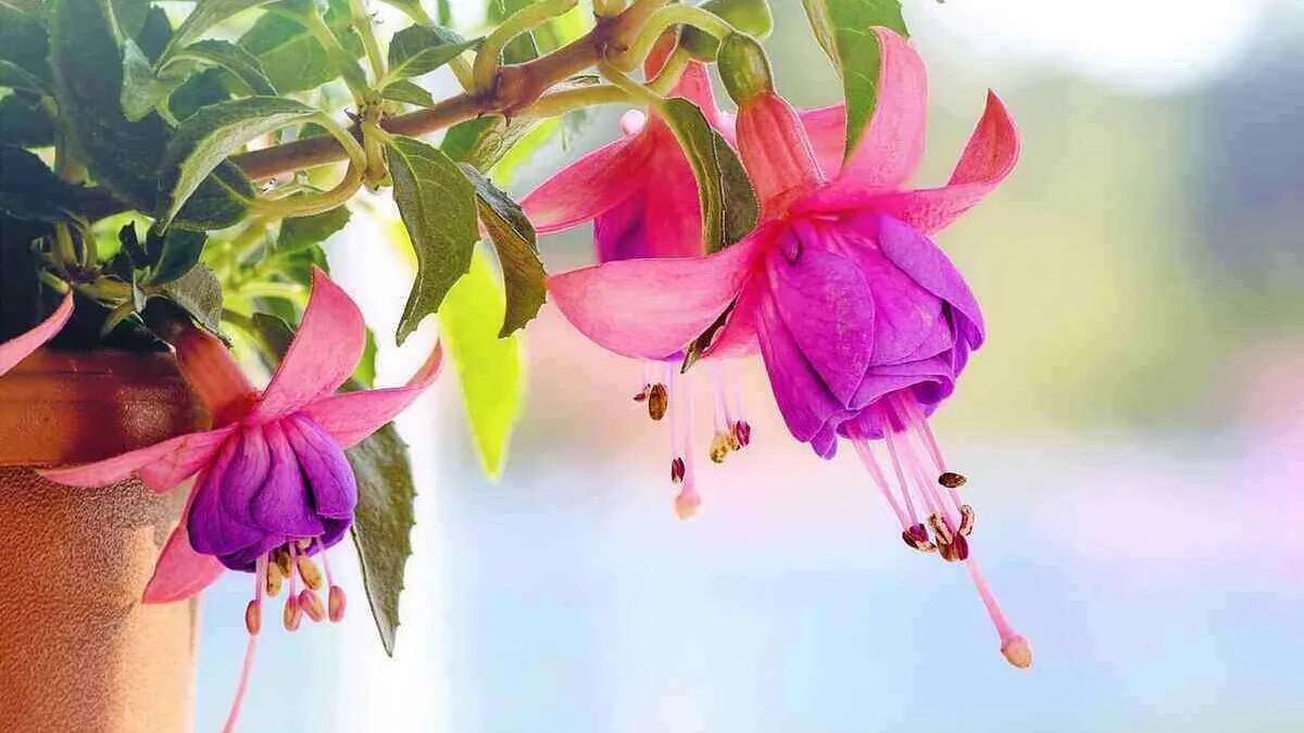 il fiore più costoso del mondo - Qual è il fiore più prezioso