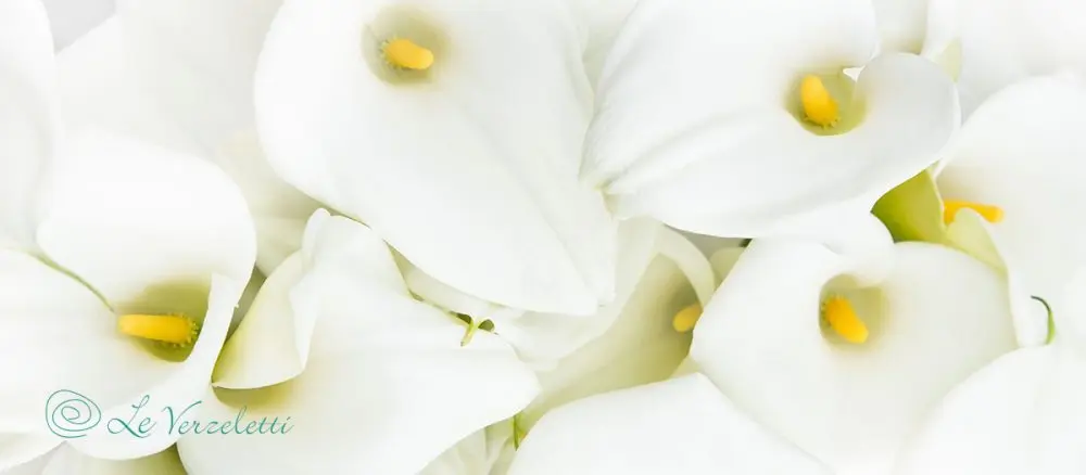 fiori comunione - Qual è il fiore simbolo della Cresima