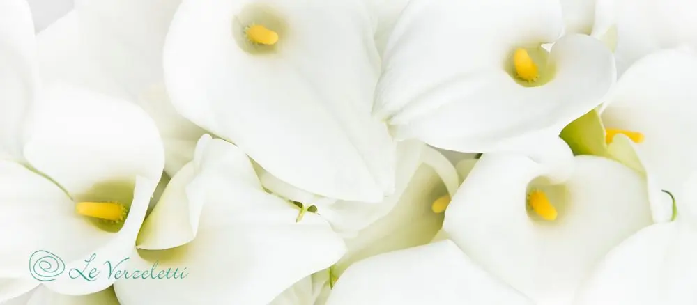 Fiori Comunione: Simboli e Significati - Qual è il fiore simbolo della Cresima fiori comunione - Qual è il fiore simbolo della Cresima