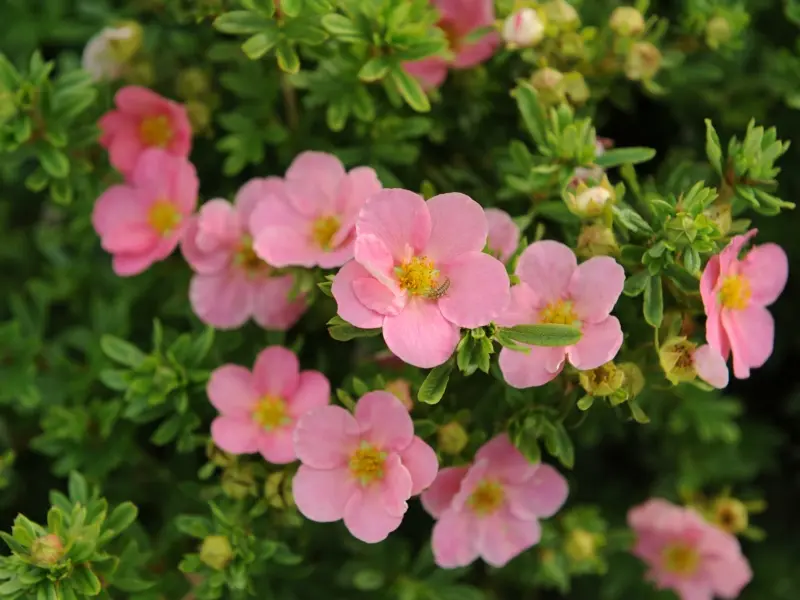 potentilla fiore significato - Qual è il fiore simbolo di forza