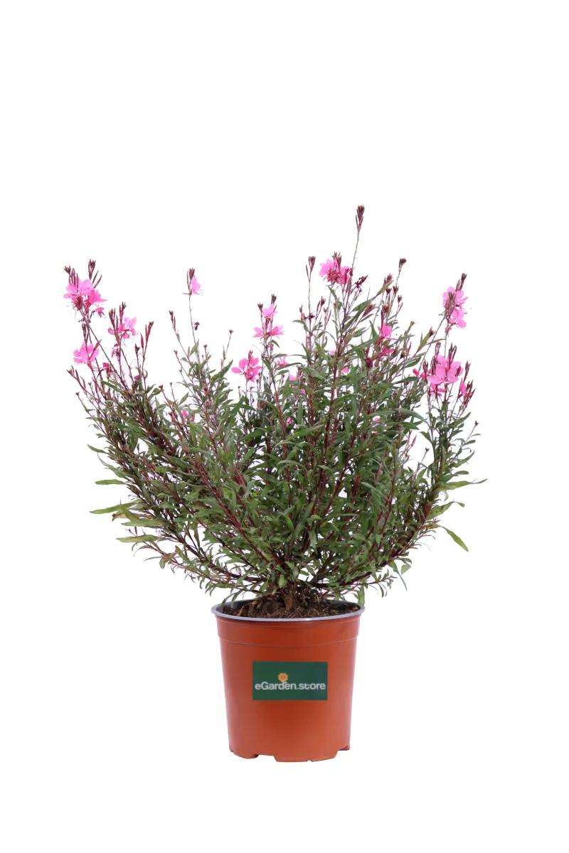 Fior di Orchidea: La bellezza e la complessità delle orchidee - Qual'è il frutto dell'orchidea fior di orchidea - Qual'è il frutto dell'orchidea