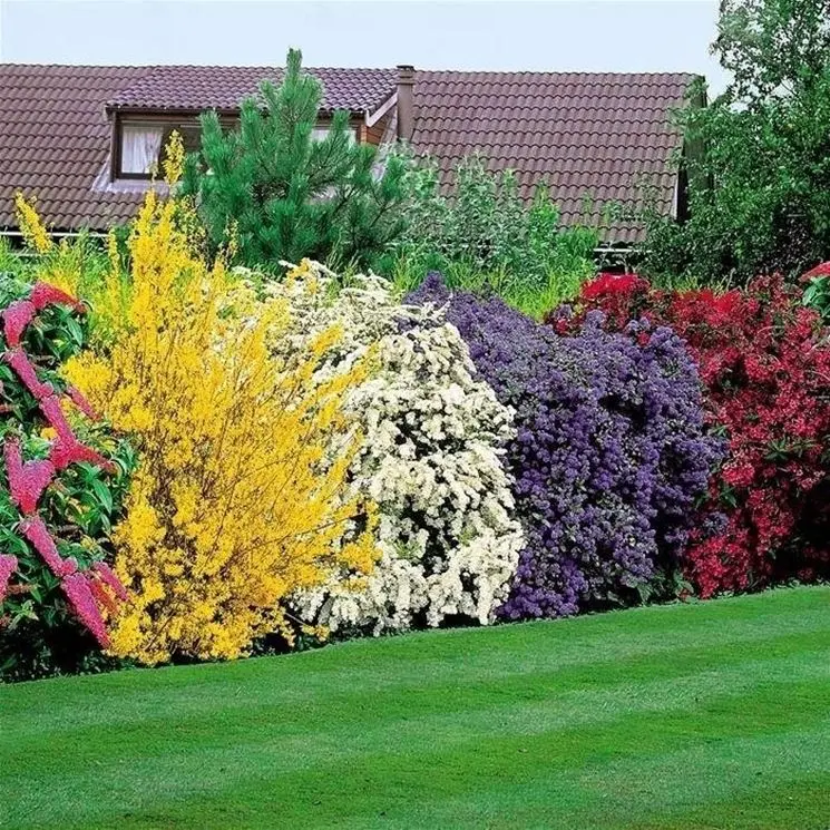 Siepe Fiorita Bassa: La scelta perfetta per un giardino colorato - Qual è il periodo migliore per piantare la siepe siepe fiorita bassa - Qual è il periodo migliore per piantare la siepe