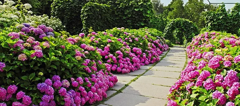 Quando fioriscono le ortensie: tutto ciò che devi sapere - Qual è il periodo migliore per potare le ortensie quando fioriscono le ortensie - Qual è il periodo migliore per potare le ortensie