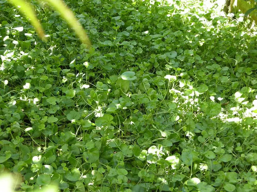 dichondra fiore - Qual è il periodo migliore per seminare la Dicondra