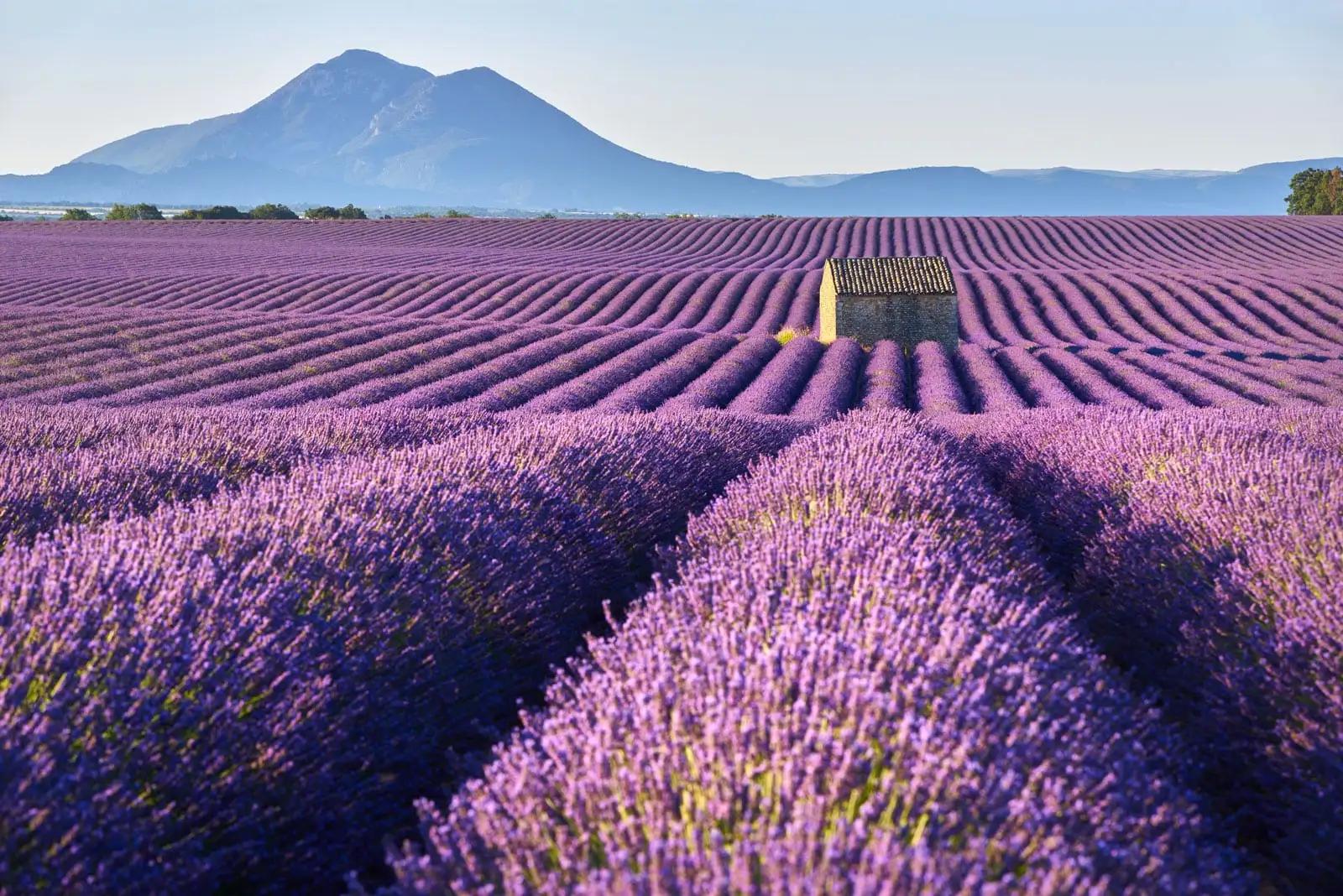 Quando fiorisce la lavanda in Provenza - Qual è il periodo migliore per vedere la lavanda in Provenza quando fiorisce la lavanda in provenza - Qual è il periodo migliore per vedere la lavanda in Provenza