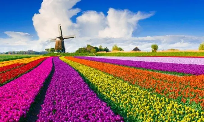 campi di fiori in olanda - Qual è il periodo migliore per visitare il Keukenhof