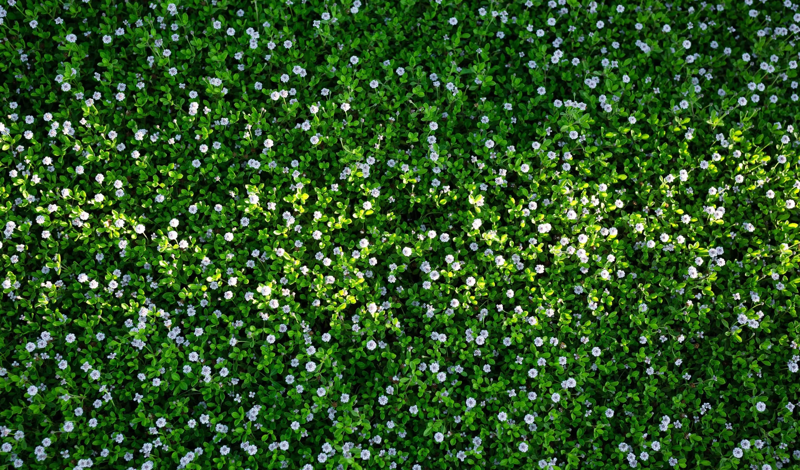 Prati fioriti calpestabili: la soluzione perfetta per un giardino resistente e colorato - Qual è il prato più resistente al caldo prati fioriti calpestabili - Qual è il prato più resistente al caldo