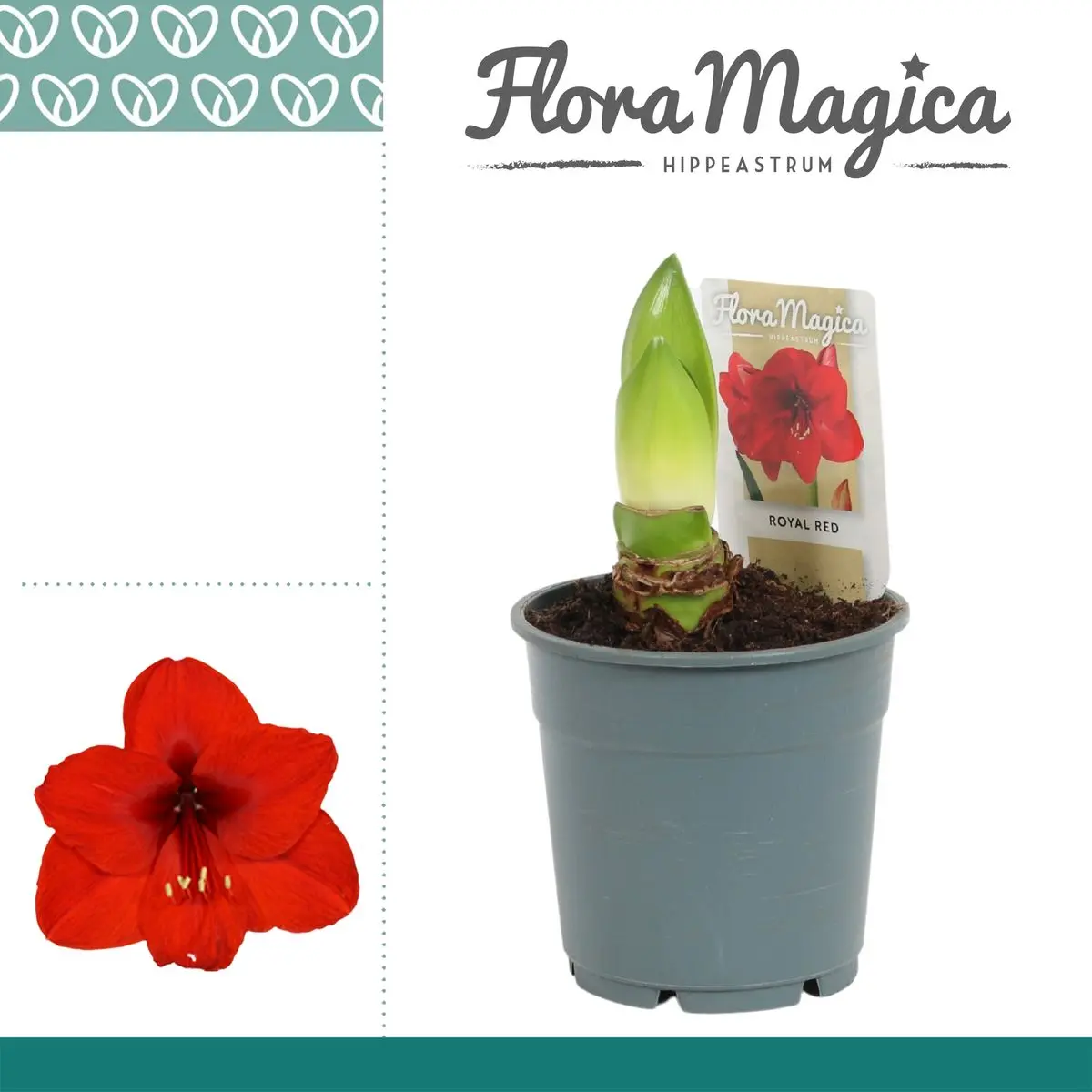 Il significato dell'amaryllis: tutto sul fiore di natale