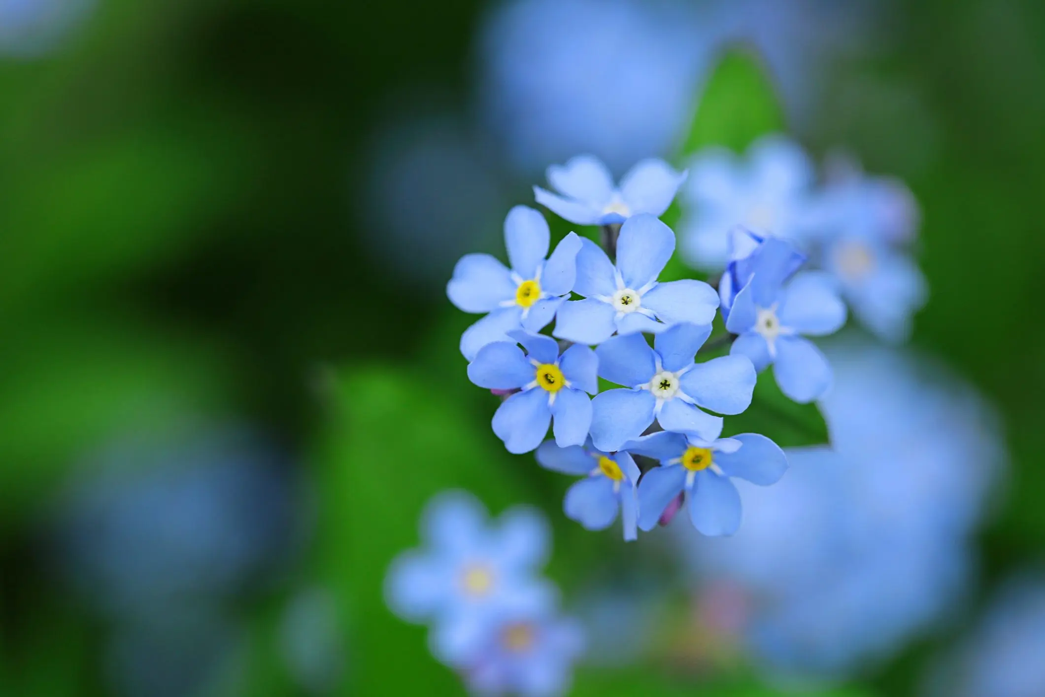 Fiore Amore Eterno: Il simbolo dell'amore che dura per sempre - Qual è il simbolo dell'amore fiore amore eterno - Qual è il simbolo dell'amore