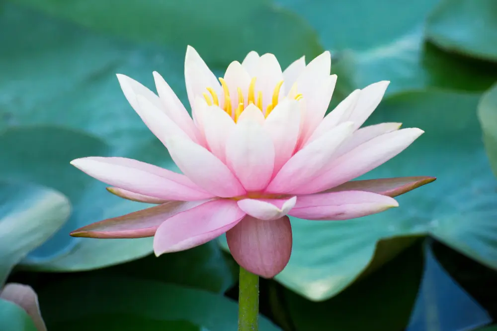 Fiore di Loto nel Buddismo: Il Simbolo della Purezza e dell'Illuminazione - Qual è il simbolo della religione buddista fiore di loto buddismo - Qual è il simbolo della religione buddista