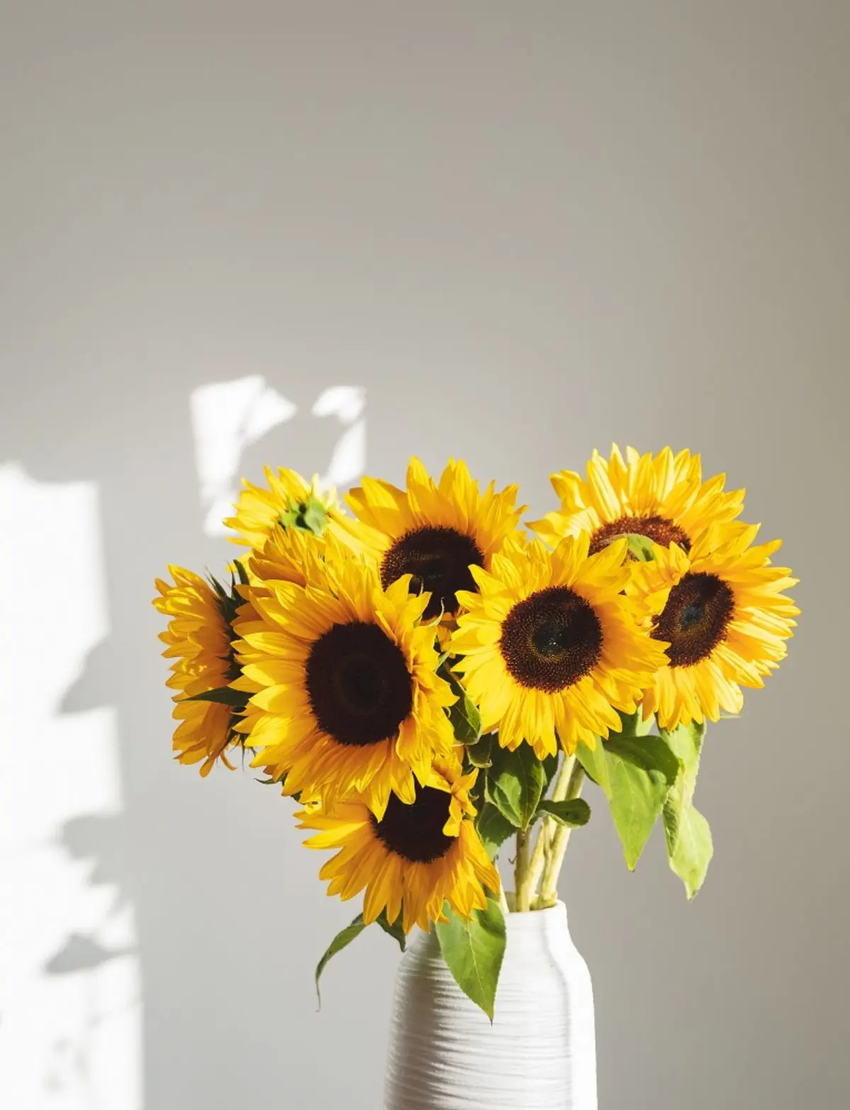 Il significato del girasole come fiore - Qual è la caratteristica del girasole significato girasole fiore - Qual è la caratteristica del girasole