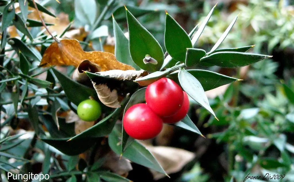 Pungitopo Fiore: Un Arbusto Sempreverde con Proprietà Benefiche - Qual è la differenza tra agrifoglio e pungitopo pungitopo fiore - Qual è la differenza tra agrifoglio e pungitopo