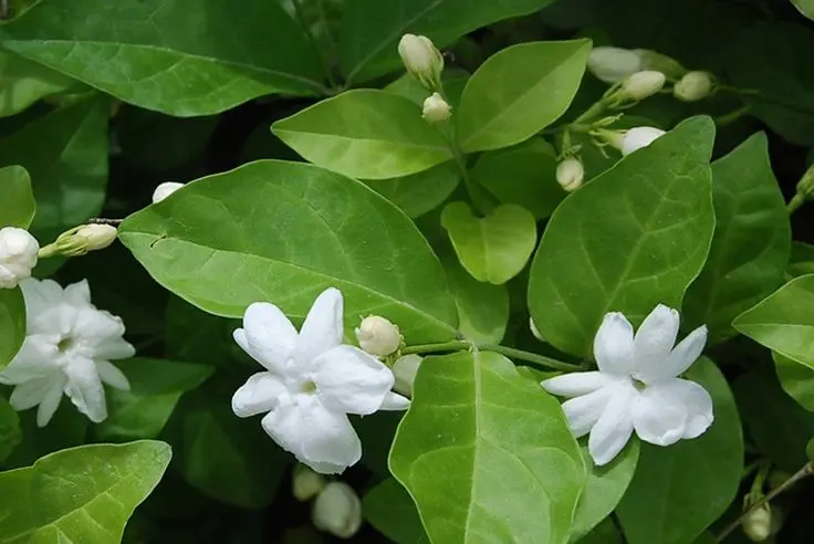 Fiore di Jasmine: Un profumo delicato e una bellezza senza tempo - Qual è la differenza tra gelsomino è falso gelsomino fiore di jasmine - Qual è la differenza tra gelsomino è falso gelsomino