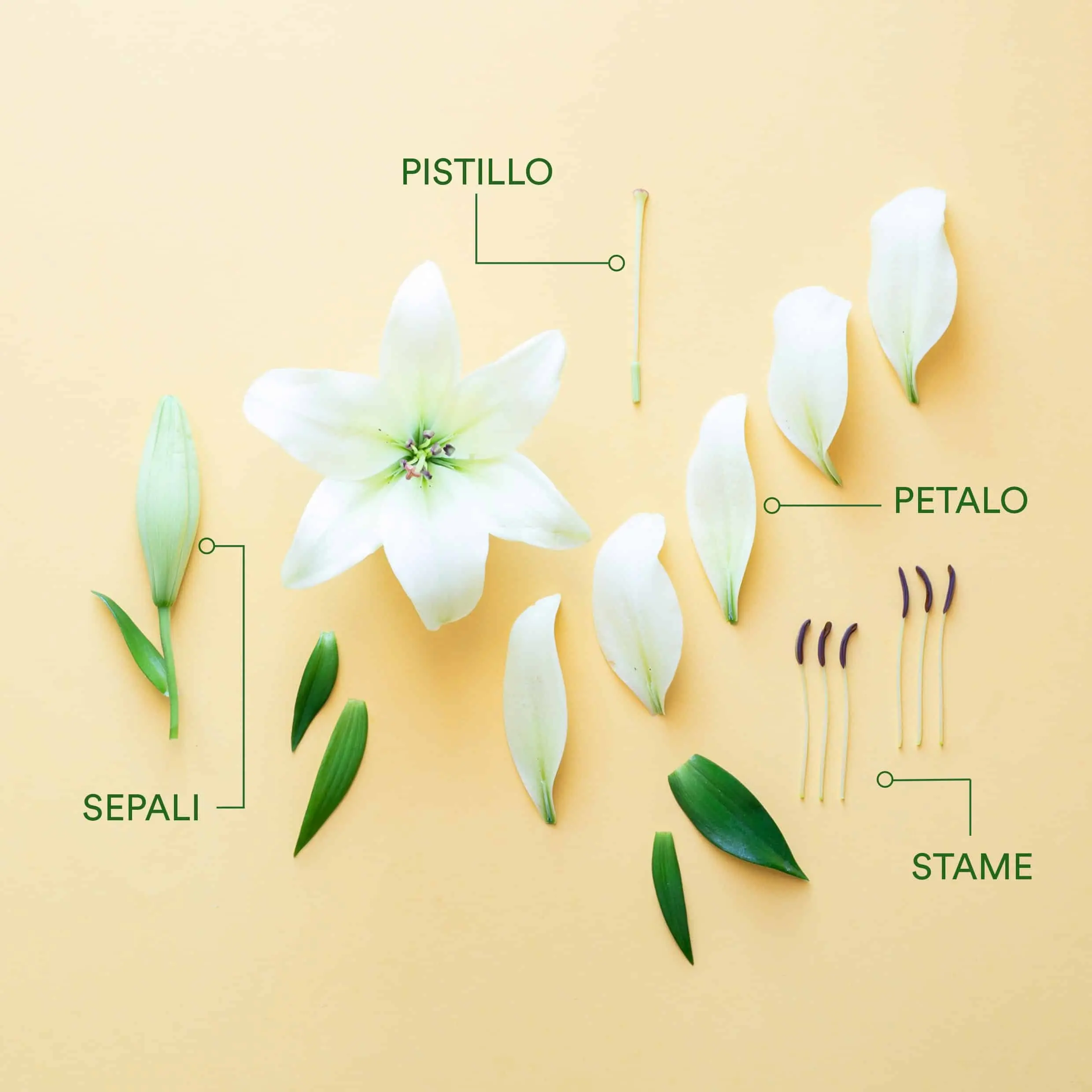 L'importanza dello stelo del fiore: come preservarlo correttamente