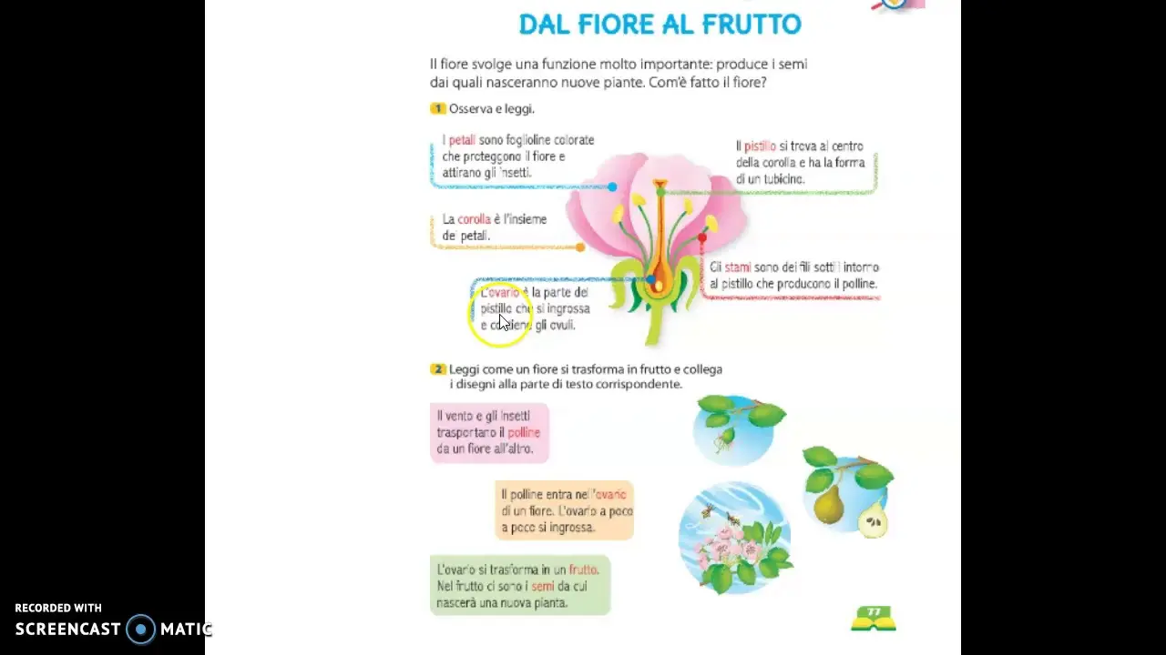 Il fiore classe seconda: la funzione principale del fiore - Qual è la funzione principale del fiore il fiore classe seconda - Qual è la funzione principale del fiore