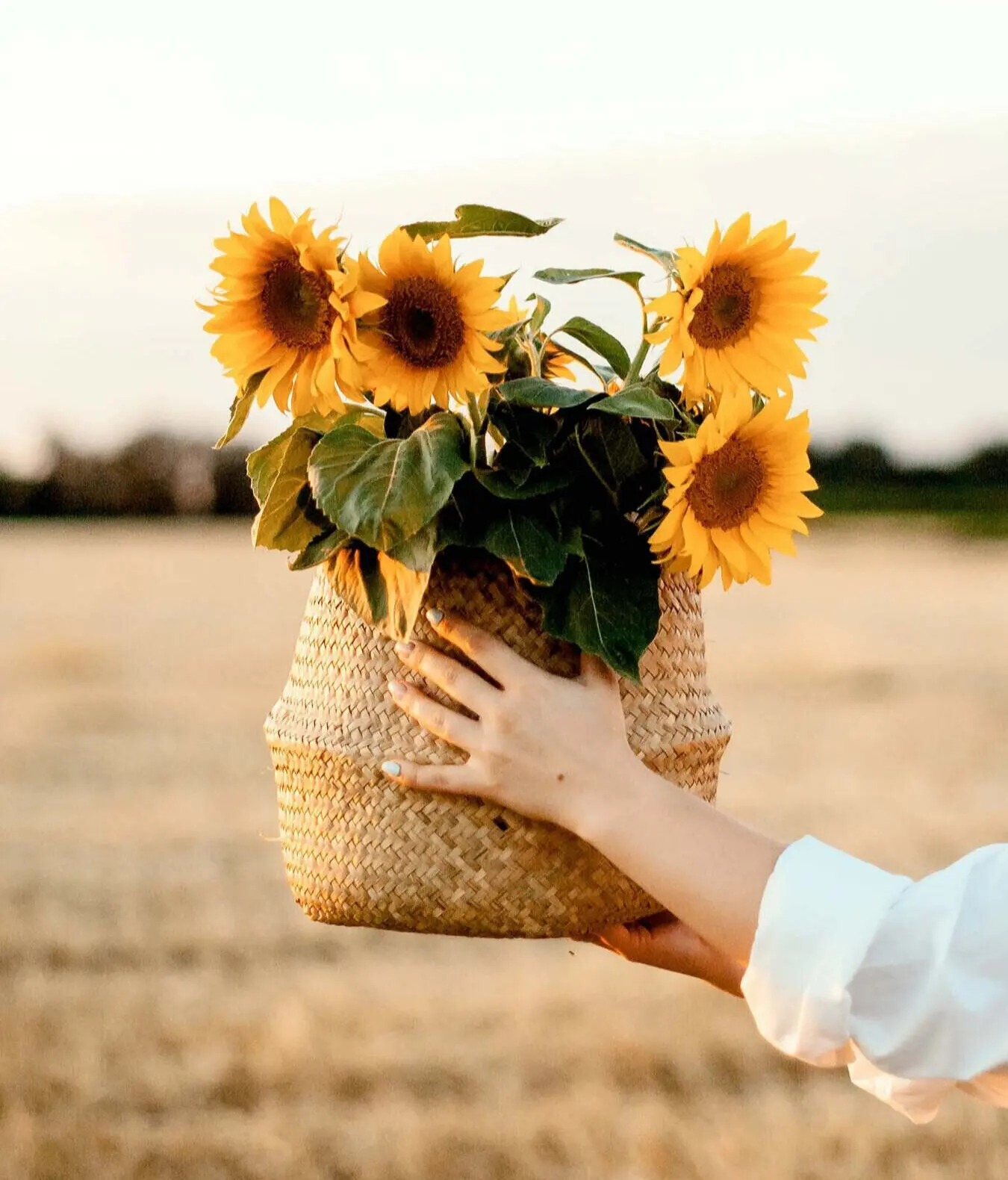 Il significato del girasole come fiore - Qual è la morale della leggenda del girasole significato girasole fiore - Qual è la morale della leggenda del girasole