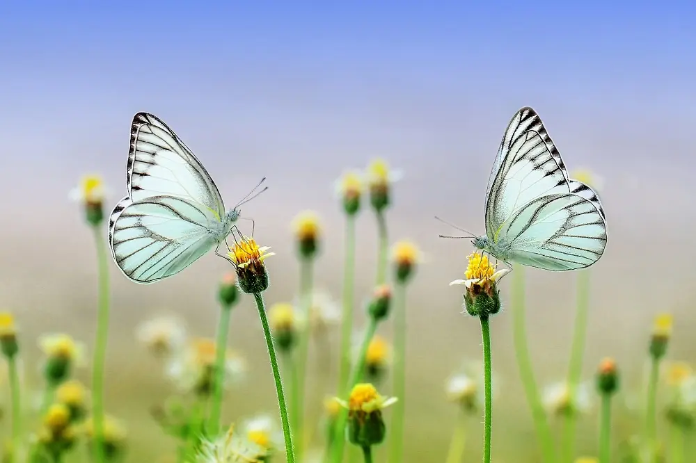 fiore farfalla pianta - Qual è la pianta che attira le farfalle