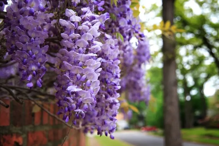 La pianta dai grappoli di fiori viola: una bellezza floreale - Qual è la pianta che ha i grappoli di fiori viola pianta dai grappoli di fiori viola - Qual è la pianta che ha i grappoli di fiori viola