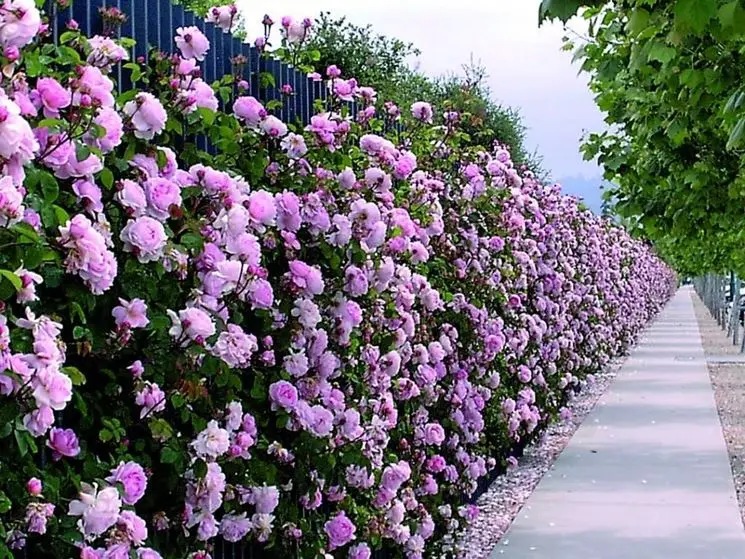 fiori da siepe - Qual è la pianta da siepe più economica