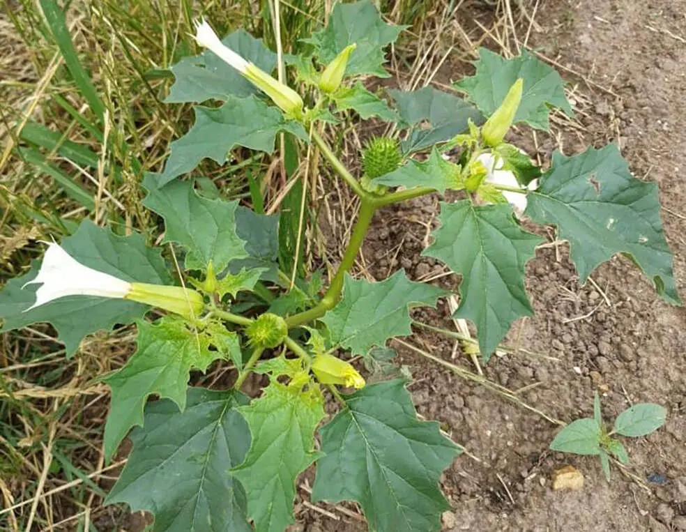 fiore del diavolo - Qual è la pianta del diavolo