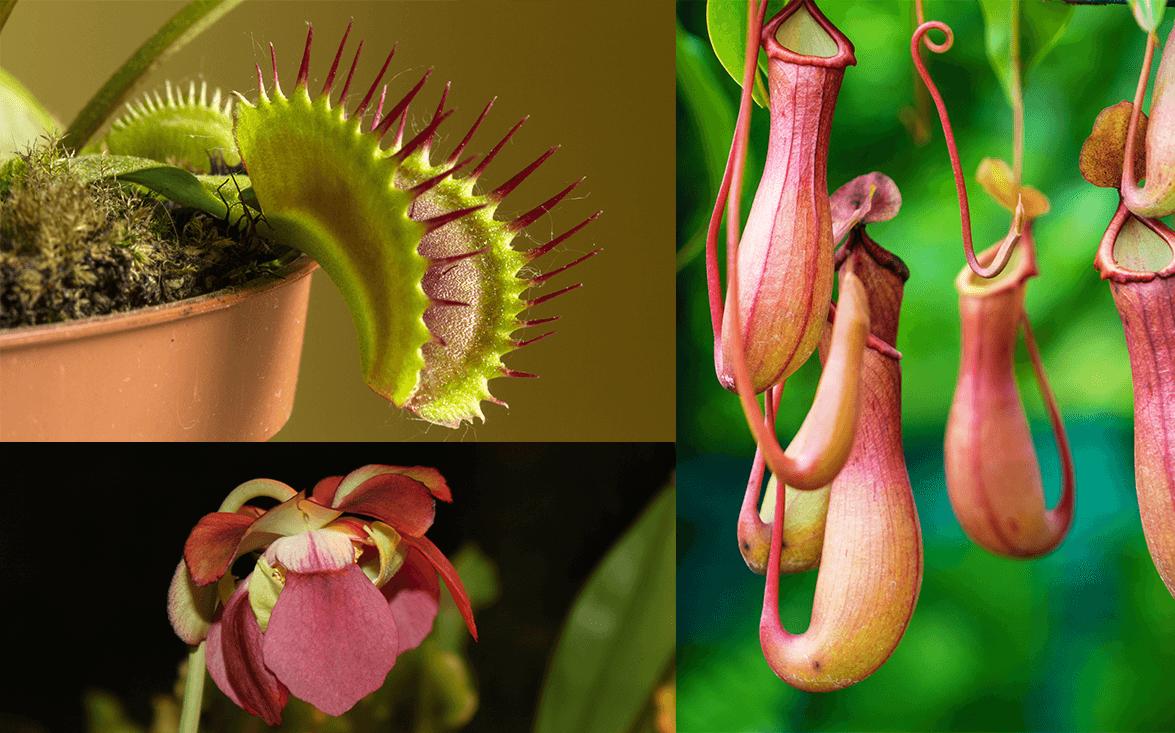 Fiori Carnivori: La Bellezza Mortale delle Piante Carnivore - Qual è la pianta più carnivora del mondo fiori carnivori - Qual è la pianta più carnivora del mondo