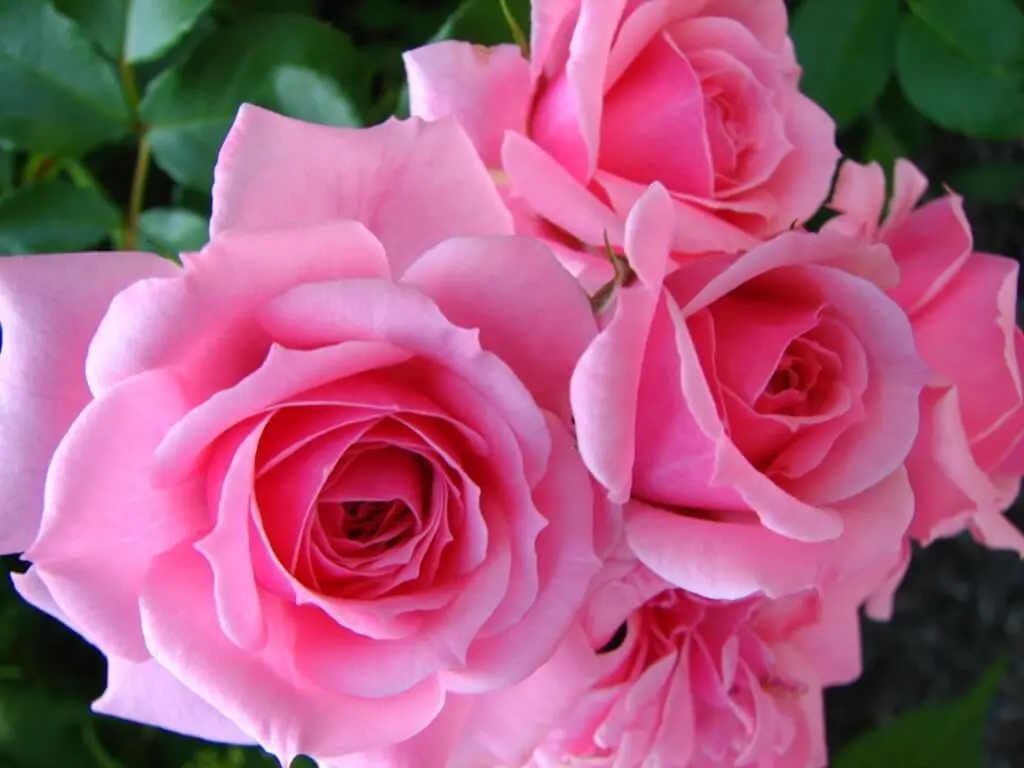 Fiori di Rosa: Benefici e Utilizzi - Qual è la rosa più bella del mondo fiori di rosa - Qual è la rosa più bella del mondo