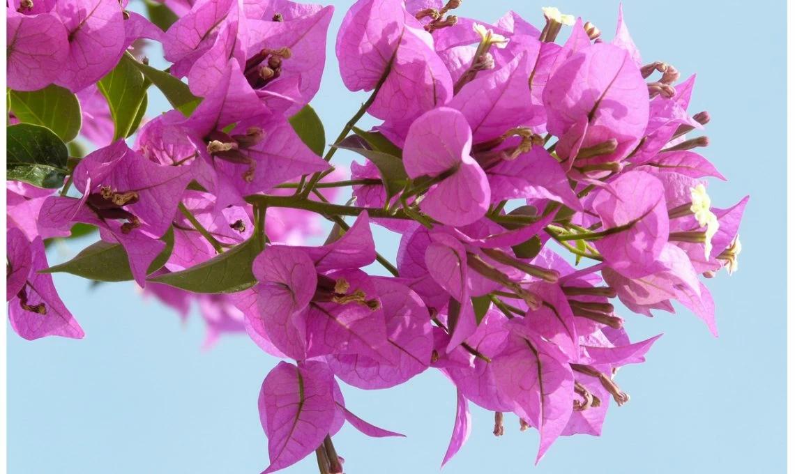 pianta rampicante fiori rosa - Qual è la rosa rampicante più profumata